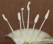  Stamens and style and bilobed globose stigma
